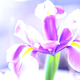 Illustration for article titled Shooting Challenge: Spring Gallery 2